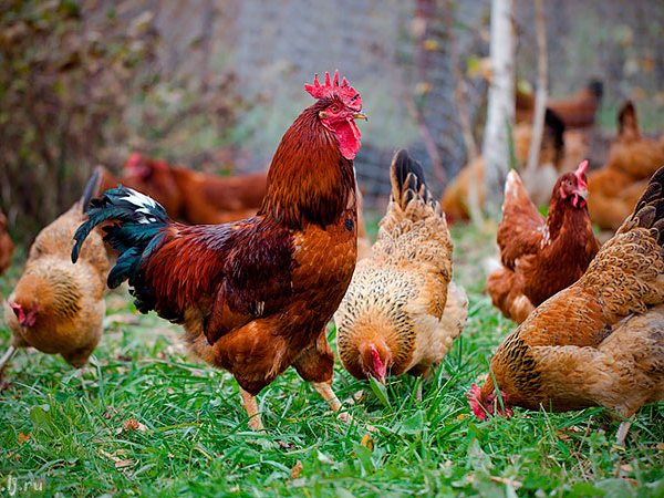 Породы куриц | ЗооТом - продажа, вязка и услуги для животных в Ардоне
