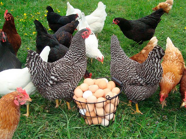 Содержание кур и уход за ними | ЗооТом - продажа, вязка и услуги для животных в Ардоне