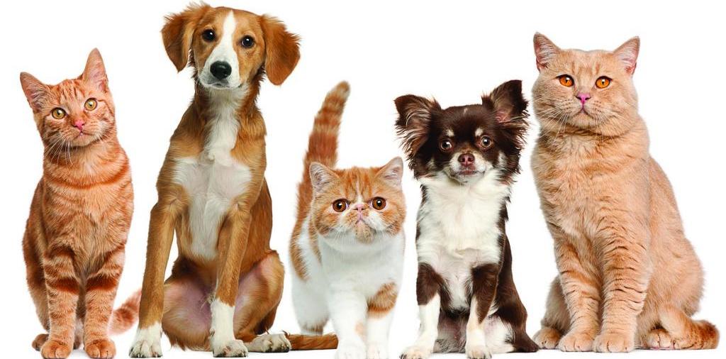 Доска объявлений о животных | ЗооТом - продажа, вязка и услуги для животных в Ардоне