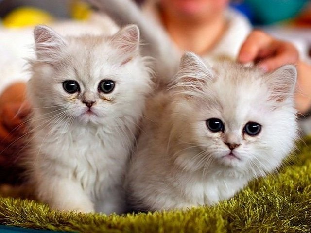 Породы кошек в Ардоне | ЗооТом портал о животных