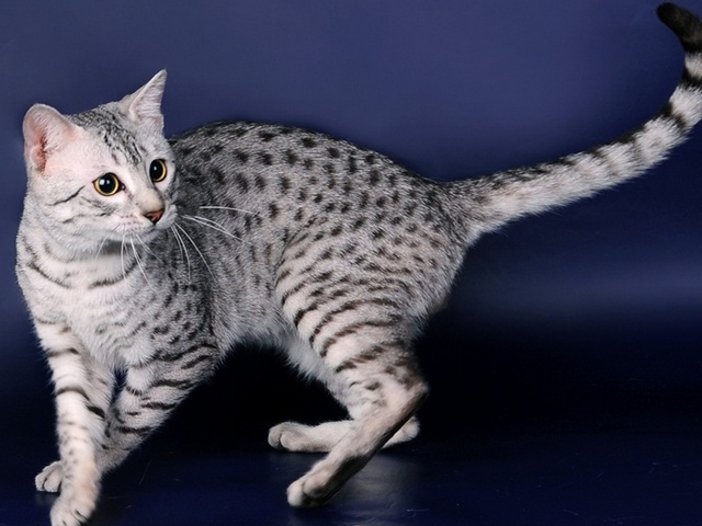 Породы кошек в Ардоне | ЗооТом портал о животных