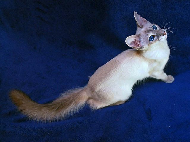 Выведенные породы кошек в Ардоне | ЗооТом портал о животных