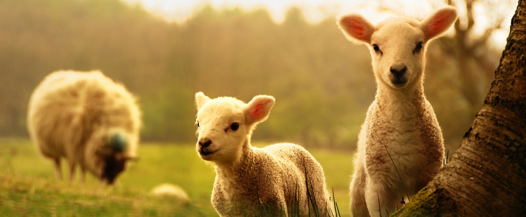 Объявления о сельскохозяйственных животных | ЗооТом - продажа, вязка и услуги для животных в Ардоне