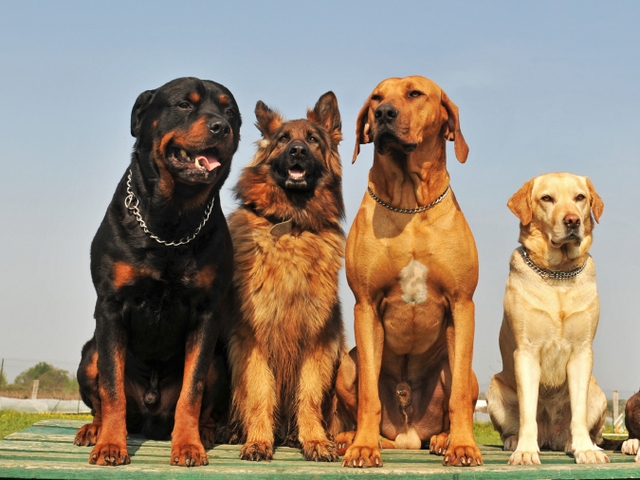 Крупные породы собак в Ардоне | ЗооТом портал о животных