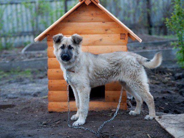 Все о собаках в Ардоне Все о собаках в Ардоне